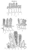 Line drawings by Patterson of asci with ascospores of Taphrinaspp. (10